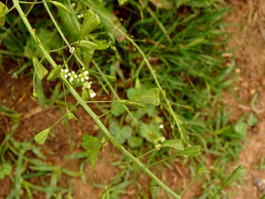 {Capsella bursa-pastoris}